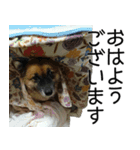 しろくつしたの はな（個別スタンプ：1）