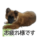 しろくつしたの はな（個別スタンプ：2）