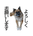 しろくつしたの はな（個別スタンプ：5）
