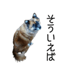 しろくつしたの はな（個別スタンプ：6）