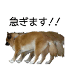 しろくつしたの はな（個別スタンプ：8）