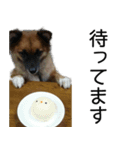 しろくつしたの はな（個別スタンプ：9）