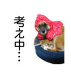 しろくつしたの はな（個別スタンプ：10）