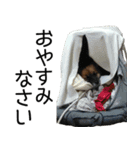 しろくつしたの はな（個別スタンプ：16）