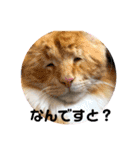 永遠のネコ。（個別スタンプ：2）