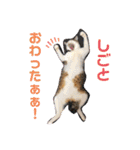 永遠のネコ。（個別スタンプ：5）