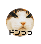 永遠のネコ。（個別スタンプ：9）