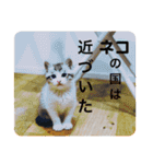 永遠のネコ。（個別スタンプ：15）