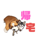 りんたろうスタンプ(ハスキー)（個別スタンプ：2）