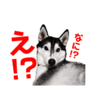 りんたろうスタンプ(ハスキー)（個別スタンプ：6）