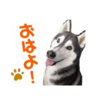 りんたろうスタンプ(ハスキー)（個別スタンプ：7）