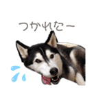 りんたろうスタンプ(ハスキー)（個別スタンプ：8）