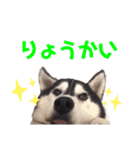 りんたろうスタンプ(ハスキー)（個別スタンプ：10）