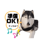りんたろうスタンプ(ハスキー)（個別スタンプ：11）