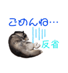 りんたろうスタンプ(ハスキー)（個別スタンプ：16）