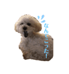 カオスなわんこたち（個別スタンプ：3）