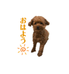 カオスなわんこたち（個別スタンプ：5）