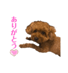 カオスなわんこたち（個別スタンプ：7）
