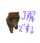 たぬたぬスタンプー（個別スタンプ：1）