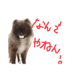 たぬたぬスタンプー（個別スタンプ：2）