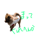 たぬたぬスタンプー（個別スタンプ：3）