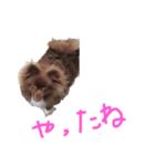 たぬたぬスタンプー（個別スタンプ：6）