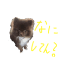 たぬたぬスタンプー（個別スタンプ：7）