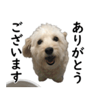 マルックスタンプ2（個別スタンプ：12）