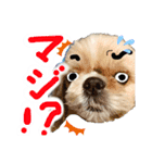 暴れん坊犬 なな＆ルカ 1（個別スタンプ：2）