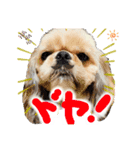 暴れん坊犬 なな＆ルカ 1（個別スタンプ：3）
