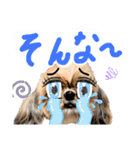 暴れん坊犬 なな＆ルカ 1（個別スタンプ：4）