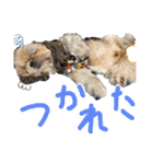 暴れん坊犬 なな＆ルカ 1（個別スタンプ：9）