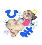 暴れん坊犬 なな＆ルカ 1（個別スタンプ：11）