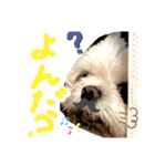 暴れん坊犬 なな＆ルカ 1（個別スタンプ：14）