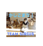 シリウス兄貴（個別スタンプ：2）