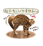 ベンガル猫♠Lennonくん(わがまま編)（個別スタンプ：7）