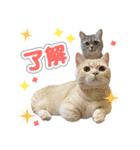 ねこのむぎあお（1）（個別スタンプ：1）