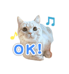 ねこのむぎあお（1）（個別スタンプ：2）