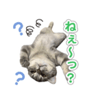 ねこのむぎあお（1）（個別スタンプ：3）