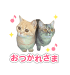 ねこのむぎあお（1）（個別スタンプ：4）