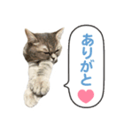 ねこのむぎあお（1）（個別スタンプ：5）