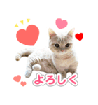 ねこのむぎあお（1）（個別スタンプ：6）