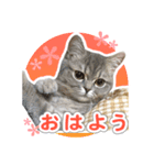 ねこのむぎあお（1）（個別スタンプ：7）