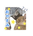 ねこのむぎあお（1）（個別スタンプ：8）