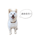 白柴くうちゃん【使いやすい！】（個別スタンプ：1）