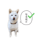 白柴くうちゃん【使いやすい！】（個別スタンプ：4）