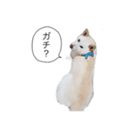 白柴くうちゃん【使いやすい！】（個別スタンプ：7）