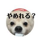 Yamamoto imoko（個別スタンプ：9）