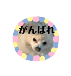 Yamamoto imoko（個別スタンプ：25）
