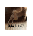 Yamamoto imoko（個別スタンプ：29）